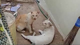 white Cat fighting with brown cat