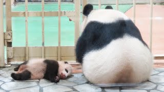 みて！！ ちょこちょこ、動く足！！ 赤ちゃんパンダの足の動きが可愛くて、癒されます🐼 #結浜 #アドベンチャーワールド🐼