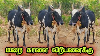 நாட்டு மாடு மறை காளை விற்பனைக்கு call 9360197832 sales video