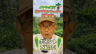 家庭菜園や農園のオクラ栽培で根にコブができていたら！？悪いネコブセンチュウ撃退の秘訣とオクラの育て方！【農家直伝】#shorts