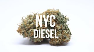 NYC Diesel Strain Review