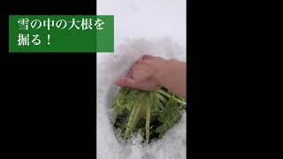 【雪の中の大根を掘る】 #大根 #雪 #畑 #里山暮らし