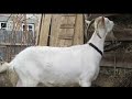 Русская белая коза. Породы коз🐐Плюсы и минусы коз Породы коз