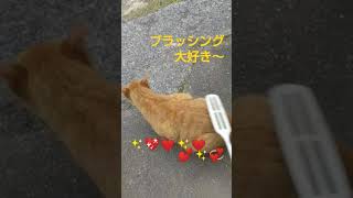 茶トラとハチワレ ミルクとシャー　ブラッシング大好き #shorts #猫