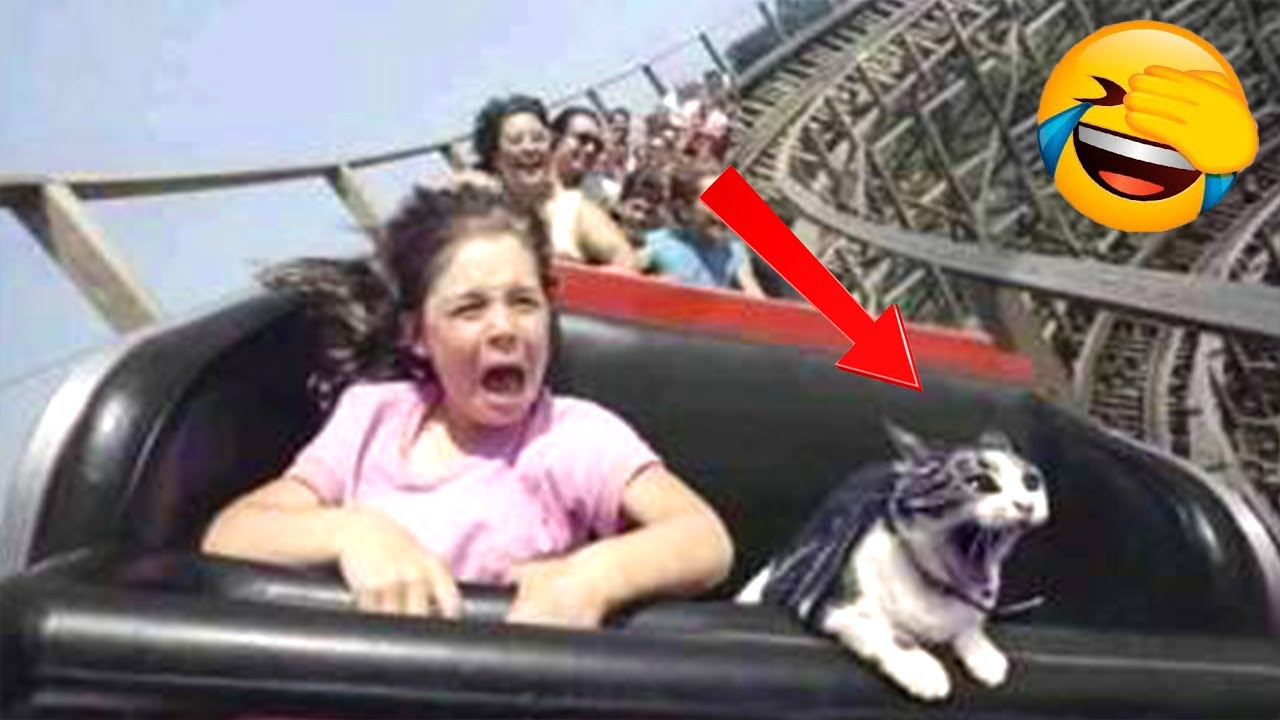 Cats And Dogs 2022 Funniest Animals Video Youtube