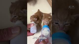 아기고양이 육묘일기 치즈냥이들 생후 2 주 고양이들 #shorts #kittens #간택 #집사의일상 #집사vlog #아기고양이브이로그 #군인아빠