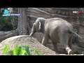 what do elephants do at night 🌙 everland lost valley