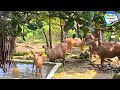 dehradun zoo dehradun zoo video dehradun zoo fish aquarium dehradun tourist places