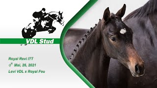 Royal ReviITT – Hengstveulen – Levi VDL x Royal Feu