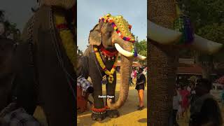 പാല കുട്ടി ശങ്കരൻ//#elephant #shots