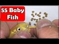 Red Cheek Fish gave birth to 60 Baby Fish