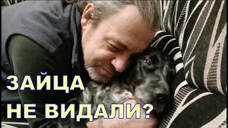 ЗАЙЦА НЕ ВИДАЛИ? 🐰🐰