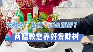 【养花必懂小知识】发财树“出锦”还是冻伤？2招教您养好发财树，好运滚滚来 Tips for growing and caring of a Money tree.