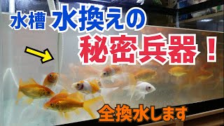 【金魚】水槽の水換えに秘密兵器導入したら、驚くほど水換えが楽になった！【水替え一連の流れ】