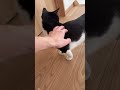 猫たちの朝の会話がにぎやか 猫 cat かわいい