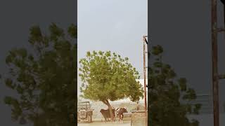 Dil jhoom jhoom #villagelife #rajasthani #tree #emotional #culture #village #marwadi