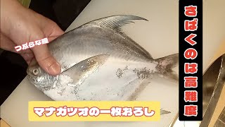 真名鰹の紹介とさばき方の紹介です！