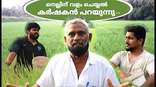 നെല്ലിന് വളം ചെയ്യൽ:സമ്പൂർണ്ണ വിവരണം. |Fertilization|ഞാറ് നടീൽ കൃഷിക്കും വിതയ്ക്കൽ കൃഷിക്കും.USEFUL*