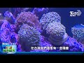 打造綠色解方 4 種珊瑚救海洋！直擊珊瑚復育農場 用科技語言談減碳降溫大計｜tvbs看世界｜tvbs新聞｜20230427@internationalnewsplus