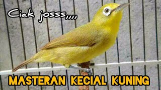 masteran kecial kuning gacor terbaru bikin lawan emosi