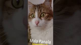 Mala Panala |මළපැනලා |Slowed+Reverb #slowed #reverb #malapanala #Remy-s1z