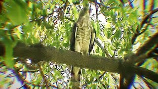 Call or Song of Common hawk cuckoo or Brainfever bird or Hierococcyx varius Closeup