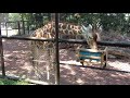 eng sub 横浜・野毛山動物園おさんぽしてみた♪入園料無料！韓国料理激安ランチも♪free admission to nogeyama zoo in yokohama