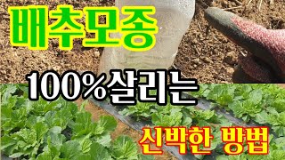 배추모종100%살리는방법