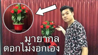 มายากลกระถางดอกกุหลาบงอกเอง Blooming Rose Bush Magic | ChanChai Magic |