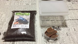 【昆虫飼育】NESiAの力を信じるぜ！ネブトクワガタ産卵セット