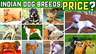 Best Indian Dogs Breeds | भारतीय कुत्तै की नसले