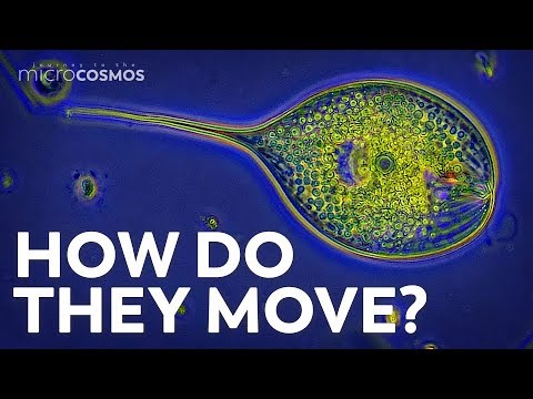 How do flagellates survive?