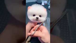 Tik Tok Chó Phốc Sóc Mini 💜 Funny and Cute Pomeranian #1 Part 1 #shorts