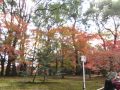 autumn leaves in kyoto　紅葉　大徳寺～金閣寺 2013