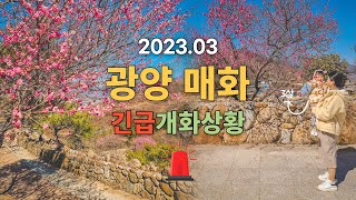 광양매화축제 현재개화상황 및 주차장, 포토존 정보