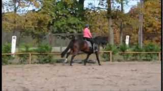 Klacz Diana - NA SPRZEDAZ ! / HORSE FOR SALE !