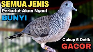 Perkutut Lokal Gacor Suara Paling Ampuh Untuk Pancingan Burung Perkutut Agar Bunyi