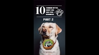 “10 Common Myths About Dog Shelters — Debunked! (Part 2)”