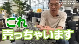 これ！売っちゃいます　アクアセル　肥料必要ない　水を溜めとく　植物元気に育つ　岐阜農場　植物家族【おうちでガーデニング】開花園チャンネル