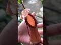 Killer Plant | Pitcher plants with large pitcher Nepenthes Ventrata  #shorts #shortvideo