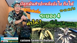 เทคนิควิธีการตัดแต่งกิ่งมันสำปะหลัง ระยอง 4 ให้หัวใหญ่ ดก # cassava farmer in thailand