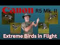 Canon R5 Mk. II - Auto Focus Performance Update for Extreme Birds in Flight