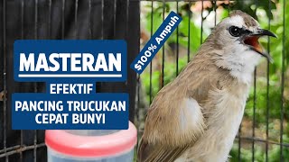 TRUCUKAN GACOR Ropel Panjang Buat PANCINGAN TRUCUKAN Agar Bunyi Jadikan BURUNG TRUCUK Gacor EMOSI