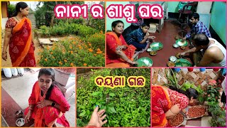 ପ୍ରଥମ ଥର ଦେଖିଲି ଦୟଣା ଗଛ😍ପାଚିଲା କୋଳି ଦେଖି ସମ୍ଭାଳି ହେଲାନି🤤||ନାନୀ ଶାଶୁଘର Vlog