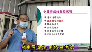 #小番茄栽培管理#台南農改場#劉依昌老師