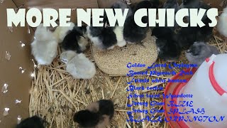 Obed Farm Expands  Adding More Heritage Chicks to Project 2025