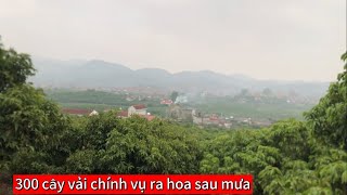 Thăm vườn vải thiều chính vụ sau mưa đã ra hoa đồng loạt 27/2/2025.