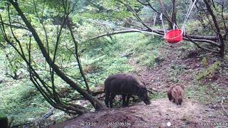 狩猟　トレイルカメラ　山の中　朝　親子イノシシ3頭　夜の動物たち（昼もあり）