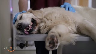 Canine Epilepsy - If a seizure lasts more than five minutes at home