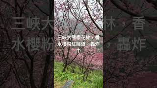 #三峽大熊櫻花林 #櫻花 #三峽